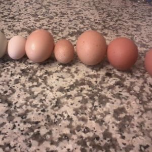 Some of my different eggs. 11-2012