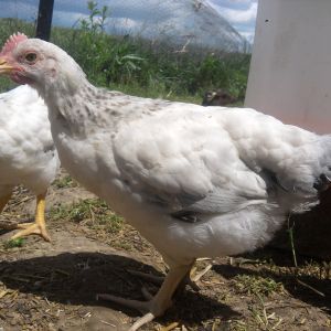 5 weeks old  Daddy: Delaware x Buff Orpington. Momma: Delaware x New Hampshire Red