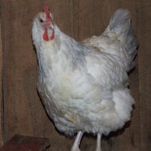 Coronation Hen