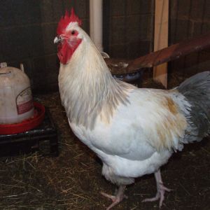 Coronation Rooster