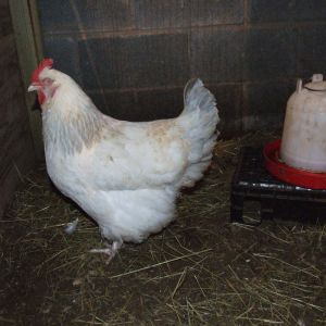 Coronation Hen 2