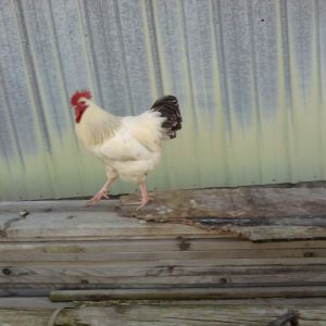 My 2nd rooster "Samurai". 
He is a DelawarexBuff Orpington and father to the delaware pattern chicks in the other photos.