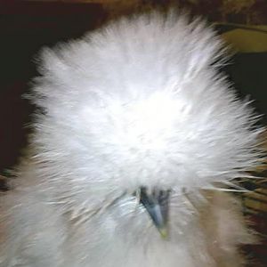 Lyra Silkie about 8 months old