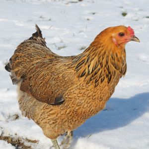 Isabella, Easter Egger