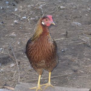 Danish Brown Leghorn