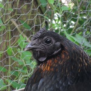 Blackbird (Birdie)