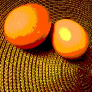 The first eggs laid by the Rhode Island pullets.