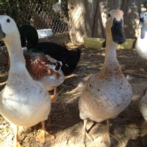 Duck's Eye View