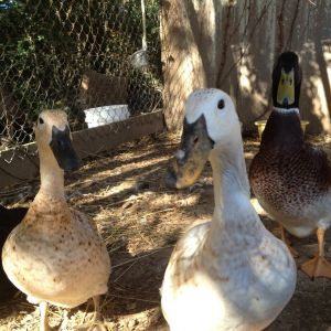 Did You Say Dried Mealworms?