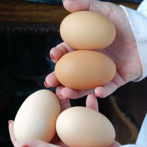 We got three of these 'mega-sized' eggs on the same day.  The BSL hens had just started laying in early December 2012 and these were collected about a month later.  The one weighed over 3-1/2 ounces according to Teresa's food scale.