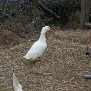McDuck our Pekin