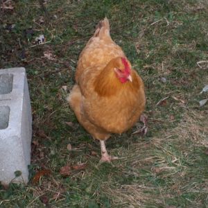 Goldie, our Buff Orpington