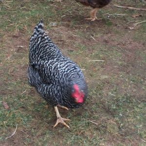Opal, Barred Rock
