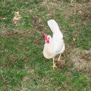 Popcorn, White Leghorn