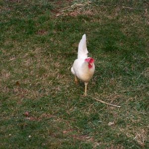 Pearl, White Leghorn