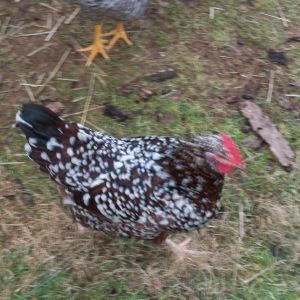 Henrietta, Speckled Sussex