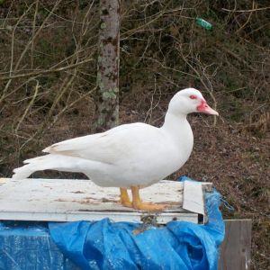 Waddles,  Muscovy