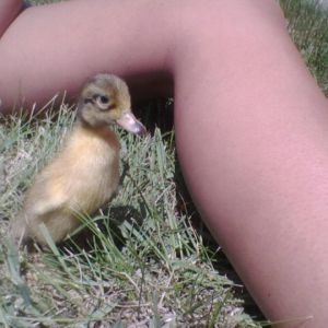 *
This was my duckling marley when we got her at 2 days old.