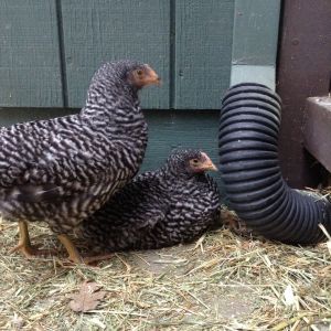 My newest Barred Rock pullets.