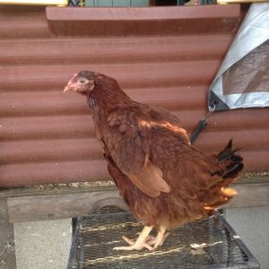 New Rhode Island Red pullet.