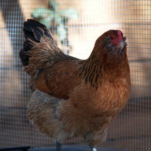 Bertha, Mystery chicken #2