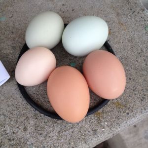 speckled ameraucana, white ameraucana, silkie, rhode island red and a light brahma chicken eggs.