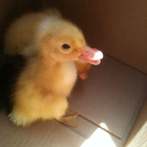 Howard, my white crested duckling on his first day home.