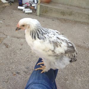 My light brahma, Gosling as a youngster.  She is so sweet, huge and beautiful! A great egg layer!