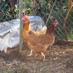 My 2 Red Unknown Mix Hens.