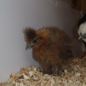 Cheeps is so little