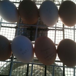 Second batch of egg's for us. They should start hatching around Feb 12/13