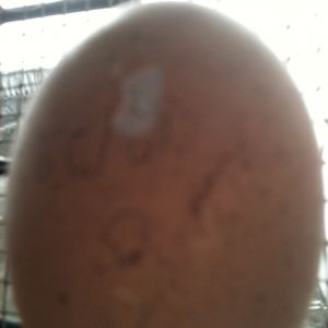 Egg's #2 starting to hatch
