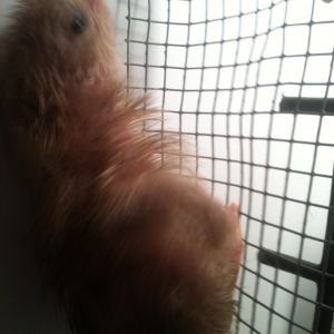 Baby chick #2