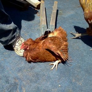 One trauma that Henny survived was the coop fire. She was singed to a crisp, my poor girl. Her feathers were just starting to grow back. She was sharp but cuddly! RIP my silly girl