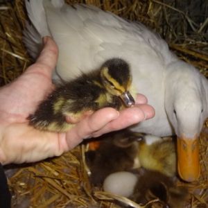 close up of one of the new ducklings   KC/WH?  WH?