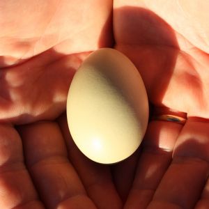 Our very first egg, New Year's Day, 2011.