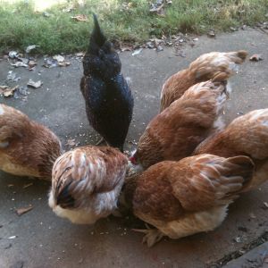 Georgette and the Salmon Fav Girls