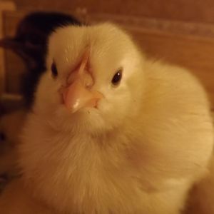 My two week old Leghorn has got to be the smartest and friendliest of my chicks, she jumps up onto my hand and took to feeding and drinking very quickly alongside my Bluebell. Just lovely.