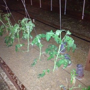 Tomato's, they grow up like a vine 
And bush tomato's