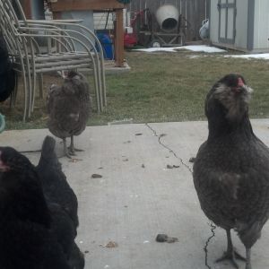 My 3 Ameraucanas that have yet to lay a single egg. They are 45 weeks today.
