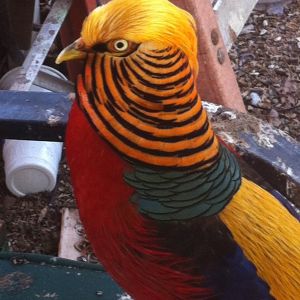 King Tut-Chinese Red Golden Pheasant