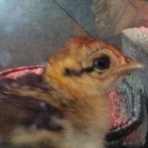 Silver pheasant chick
