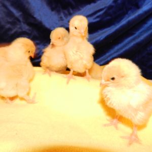 The golden girls.
Blanche,Dorthy, Rose,Sophia