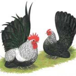 Gray Japanese Bantams