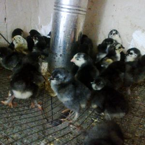 AZERBAIJAN breed
Rare Breed Poultry
Marand