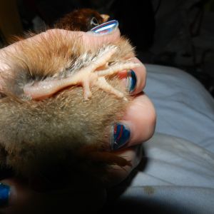 Hoss feet