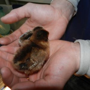 Michael holding Runt and Hoss in ths hands