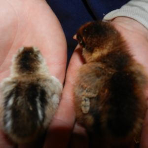 Runt left, Hoss Right