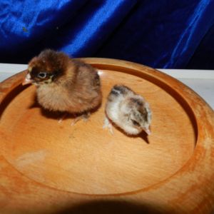 hoss left Runt right the biggest and smallest in hatch