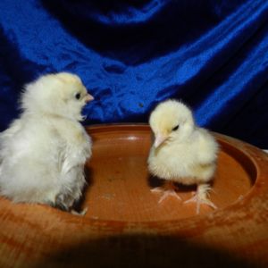 Louise left, Helio right